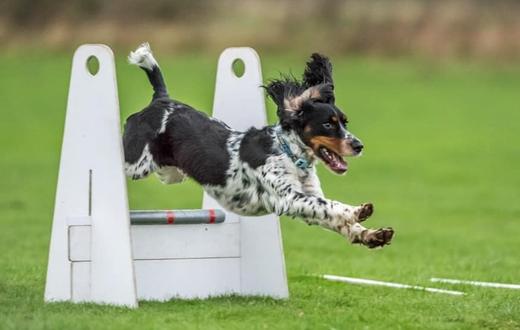 Flyball