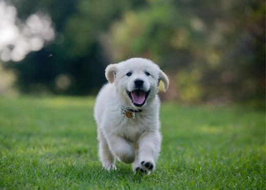 Puppy Classes